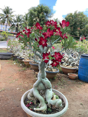 FloraFusion Adenium Plant(Hybrid, Pack of 1)