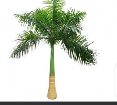 Cloud Farm Areca Palm(Hybrid, Pack of 1)