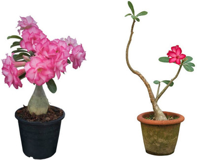 UNIFRESH Adenium Plant(Hybrid, Pack of 1)