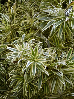 GLOBQRO Song Of India Plant(Hybrid, Pack of 1)