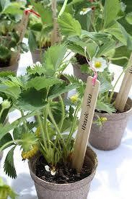 BREEZY BLOOMS Strawberry Plant(Hybrid, Pack of 1)