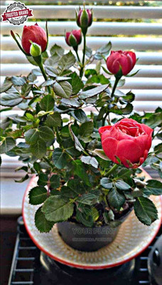 YourPlant Rose Plant(Hybrid, Pack of 1)