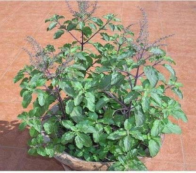 phoolmati Tulsi Plant(Hybrid, Pack of 1)