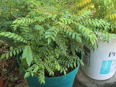 PB honey priya plant Curry Leaf Plant(Hybrid, Pack of 1)