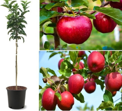 Cloud Farm Elephant Apple Plant(Hybrid, Pack of 1)