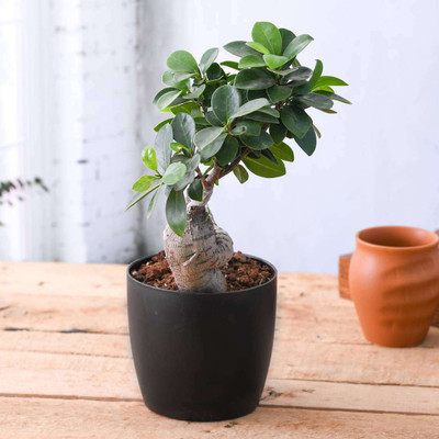 PlantaZee Ficus Bonsai(Pack of 1)