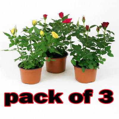 AMBRUZZ Rose Plant(Hybrid, Pack of 3)