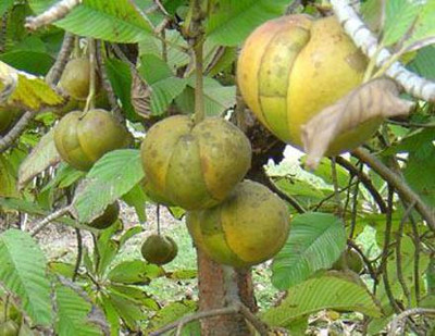 the green dotcom Elephant Apple Plant(Hybrid, Pack of 1)
