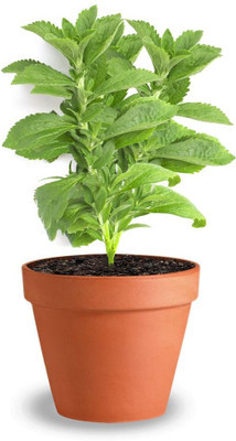 Puspita Nursery Ashwagandha/Indian Ginseng(Pack of 1)