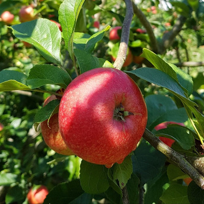 Loveri Elephant Apple Plant(Hybrid, Pack of 1)