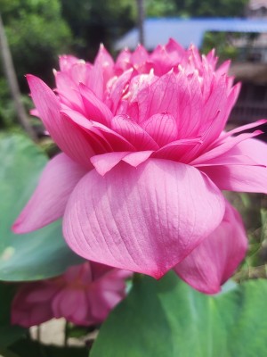 G0 GREEN Lotus Plant(Hybrid, Pack of 1)