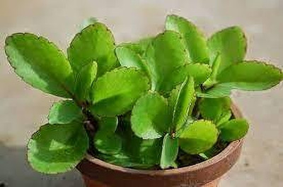 Cloud Farm Bryophyllum Pinnatum/Patharchatta Plant(Hybrid, Pack of 1)