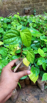 ABEFARIYA Betel Leaf Plant(Hybrid, Pack of 1)