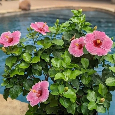 MondallNursery Hibiscus Plant(Hybrid, Pack of 1)