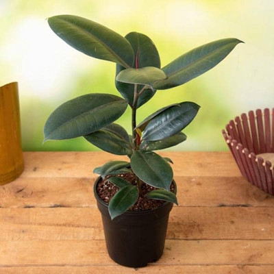 ABEFARIYA Rubber Tree(Hybrid, Pack of 1)