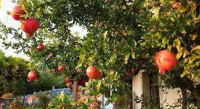 Cloud Farm Pomegranate Plant(Hybrid, Pack of 1)