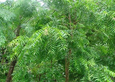 APOSOLUARD Neem Plant(Hybrid, Pack of 1)