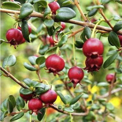 EdensField Guava Plant(Pack of 1)