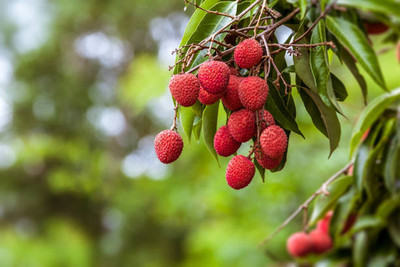 MAA LITCHI,LICHEE,LYCHEE Seed(10 per packet)