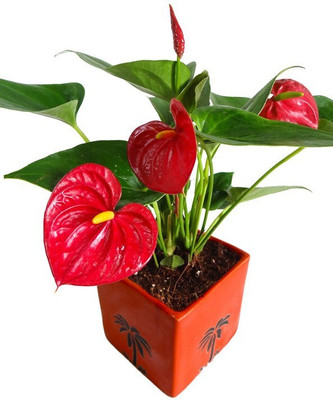 EVY Lily Plant(Hybrid, Pack of 1)