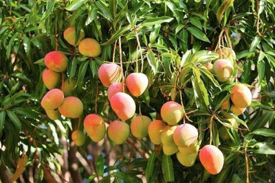 Aquinnah Mango Plant(Hybrid, Pack of 1)