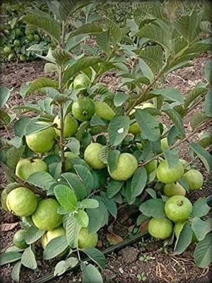 Sarika Guava Plant(Hybrid, Pack of 1)