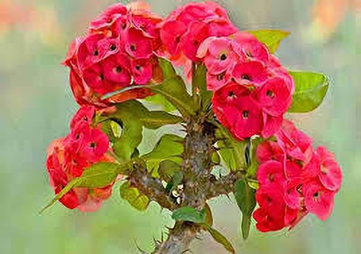 ALOCHUZ Euphorbia Milii Dwarf Apache Red Cactus Plant(Hybrid, Pack of 1)