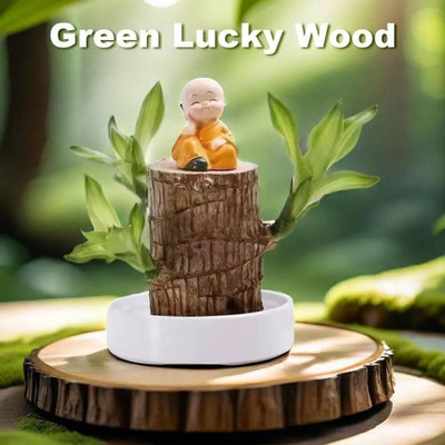 Cloud Farm Mini Brazalian wood(Hybrid, Pack of 1)
