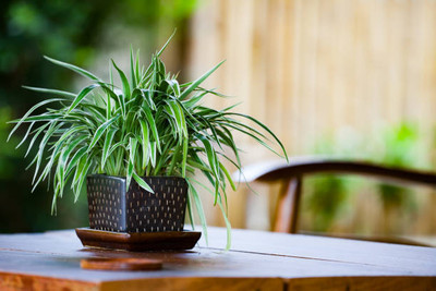 Manjunursery Spider Plant(Hybrid, Pack of 1)