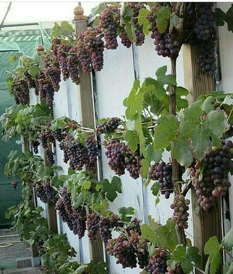 PlantNature Grapes Plant(Hybrid, Pack of 1)
