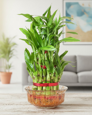 VAANMITRA Lucky Bamboo Plant(Hybrid, Pack of 1)