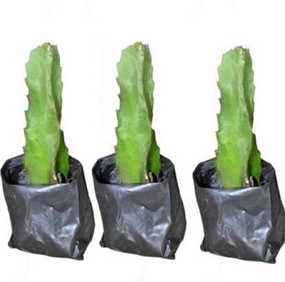 Cloud Farm Dragon Tree(Hybrid, Pack of 3)