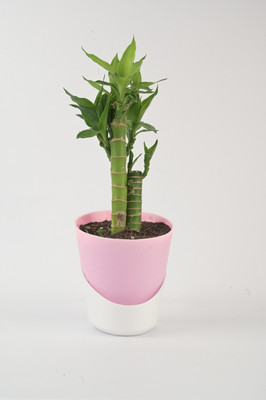 AVR with Happiness inhouse Lotus Plant(Pack of 1)