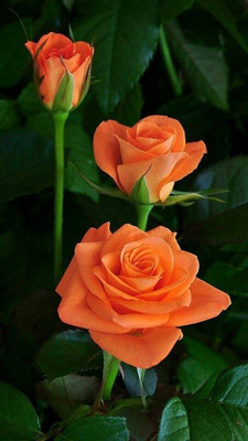 Cloud Farm Rose Plant(Hybrid, Pack of 1)