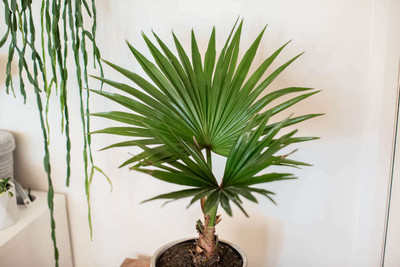 ALOCHUZ Areca Palm(Hybrid, Pack of 1)