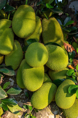 GreenyOn Jackfruit Plant(Hybrid, Pack of 1)