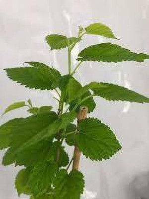 PB EVERGREEN Shahtoot/Mulberry Plant(Hybrid, Pack of 1)