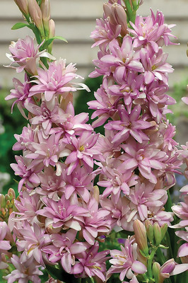 AquinnahGaden Tuberose/Rajnigandha Plant(Hybrid, Pack of 1)