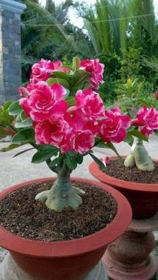 My Dream Nursery Adenium Plant(Hybrid, Pack of 1)