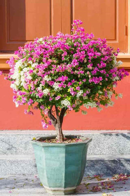 MAMONI TRADERS Baugainvillea Plant(Hybrid, Pack of 1)