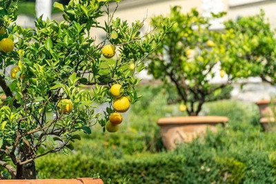 MAMONI TRADERS Lemon Plant(Hybrid, Pack of 1)