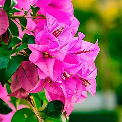 ALOCHUZ Bougainvillea Plant(Hybrid, Pack of 1)