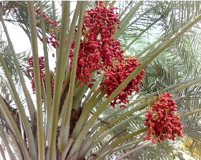 Oxiflora Rhapis Palm Plant(Hybrid, Pack of 1)