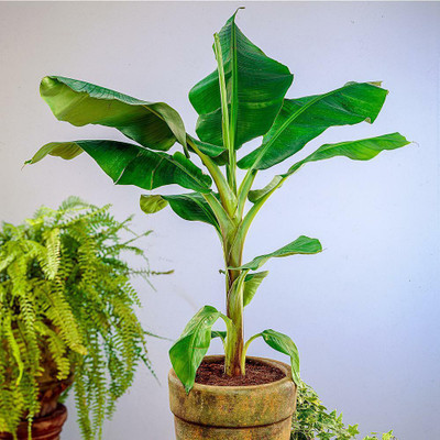 Cloud Farm Banana Plant(Hybrid, Pack of 1)