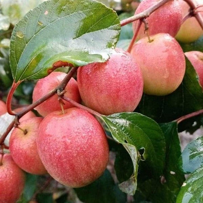 rimi Ber Apple Plant(Hybrid, Pack of 1)