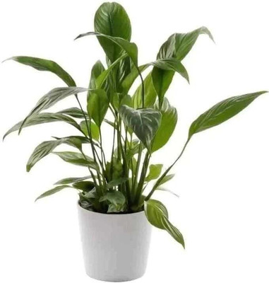 Bakuchi Peace Lily Plant(Hybrid, Pack of 1)