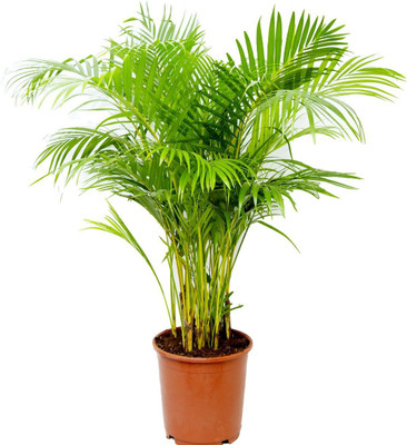 Aquinnah Areca Palm(Pack of 1)