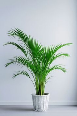 MAITRA AND SONS Areca Palm(Hybrid, Pack of 1)