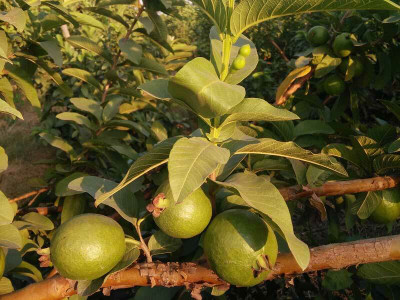 MAITRA AND SONS Guava Plant(Hybrid, Pack of 1)