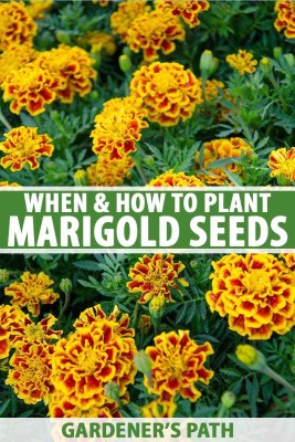 SM PLANT HOUSE Marigold Plant(Hybrid, Pack of 1)